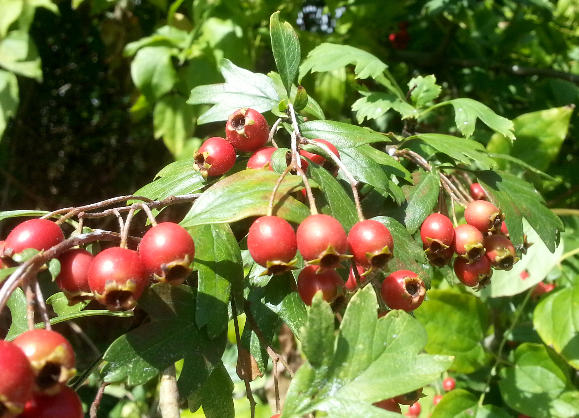 frechundwild_weissdornbeeren