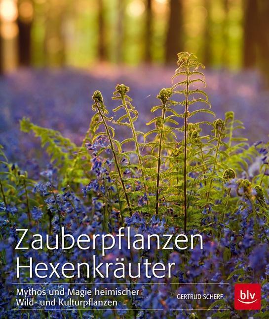 zauberpflanzen-hexenkraeuter