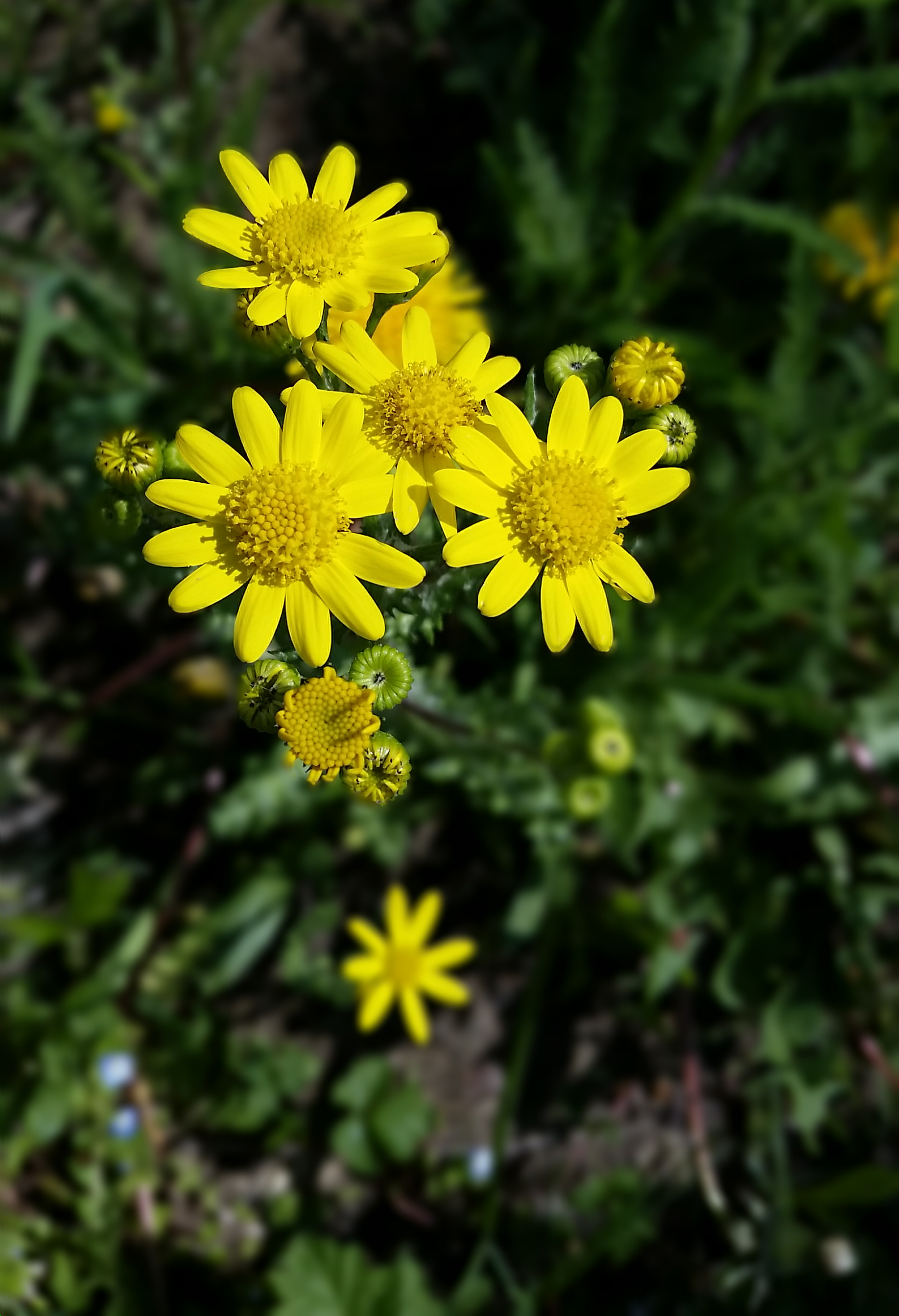 Frühlingsgreiskraut