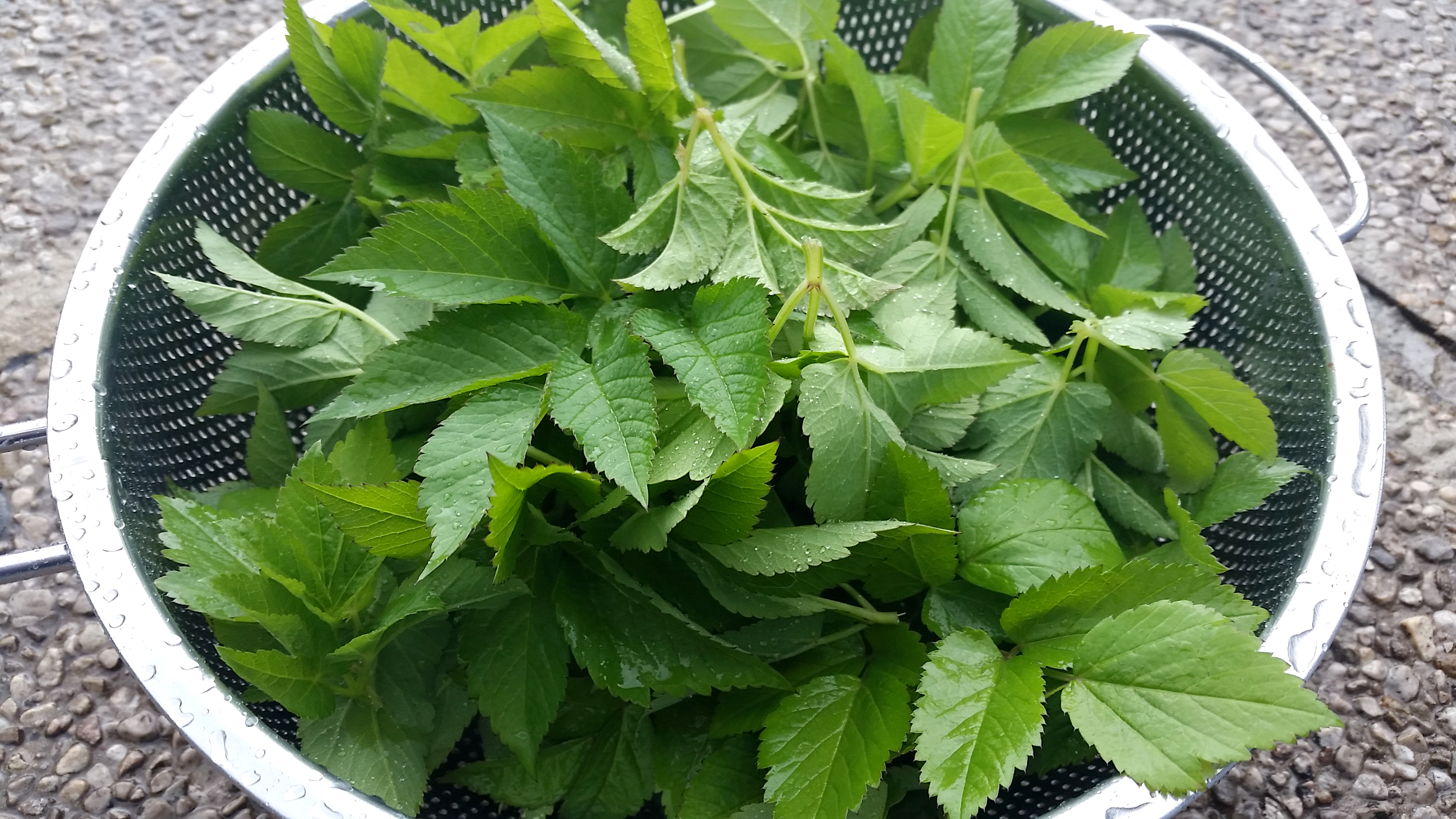 giersch-und-sauerampfer