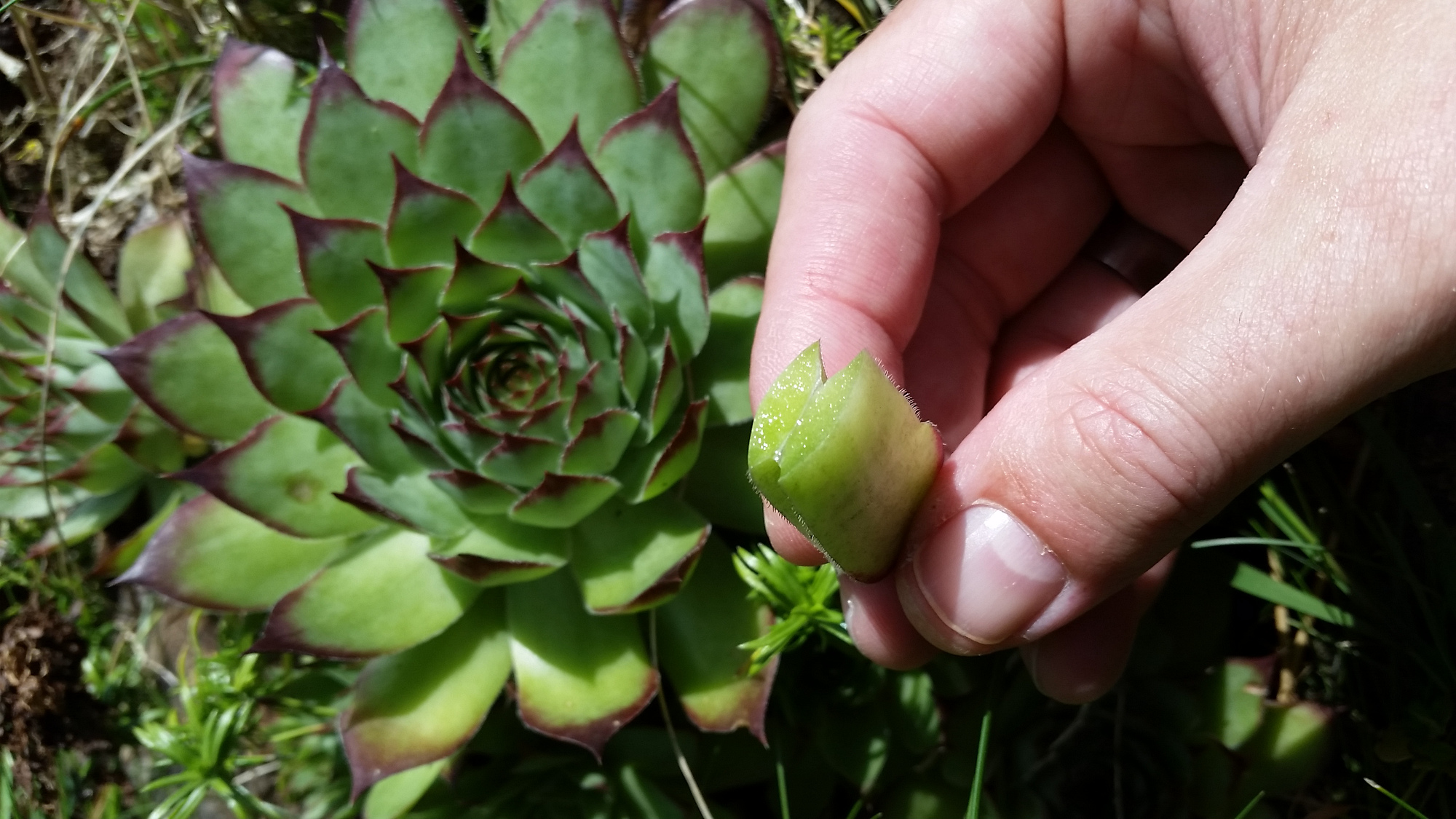 frechundwild_hauswurz