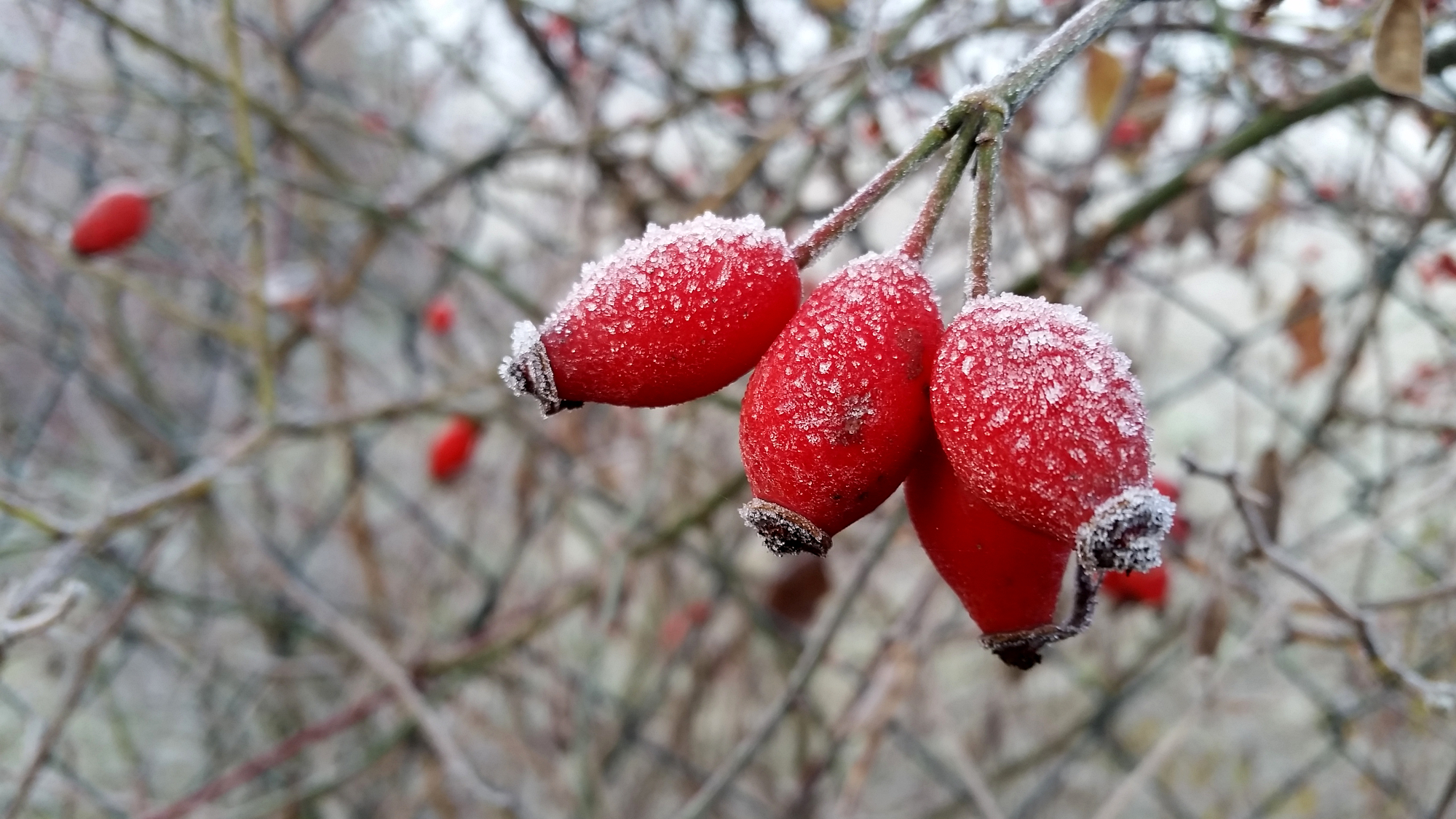 frechundwild_hagebutten