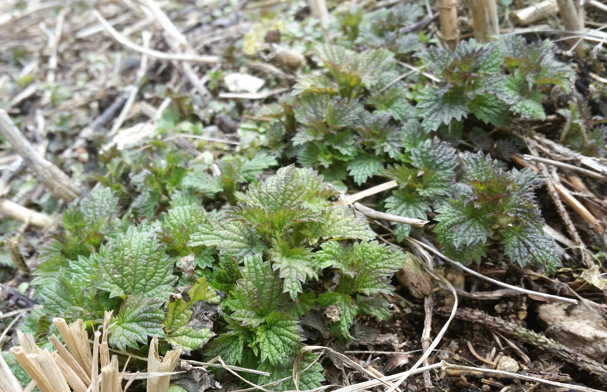 frechundwild_brennnessel