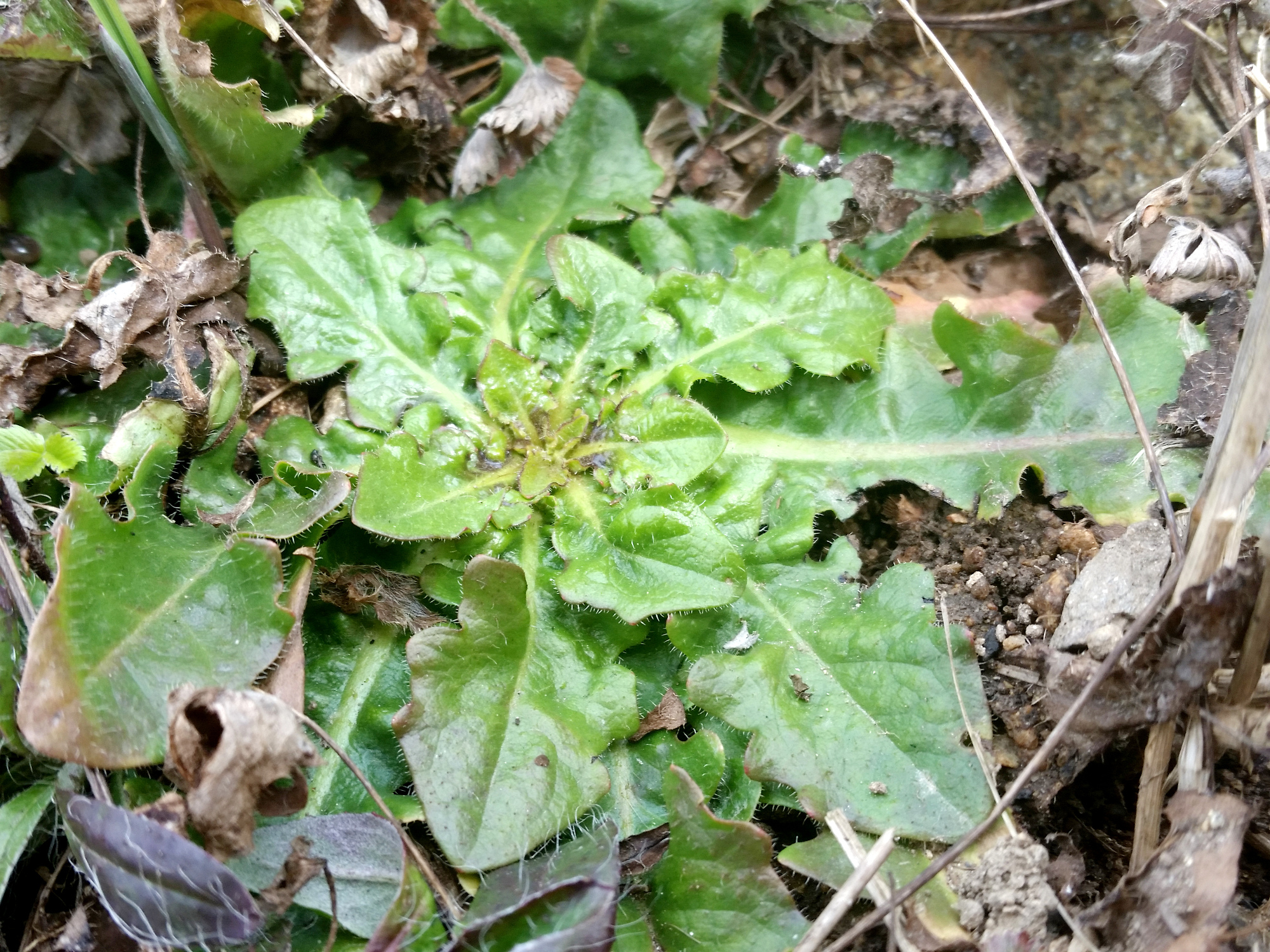 frechundwild_ferkelkraut