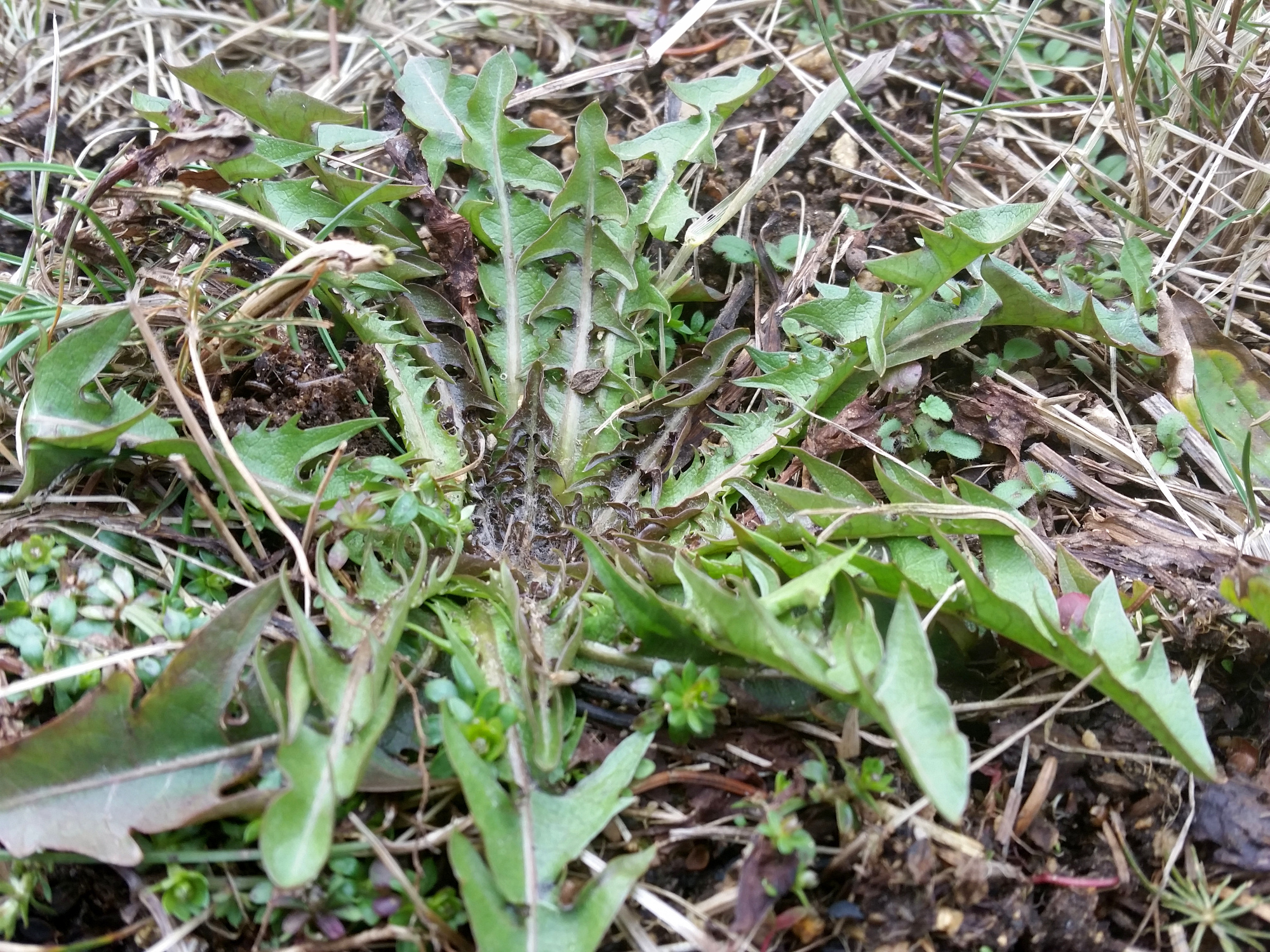 frechundwild_loewenzahn