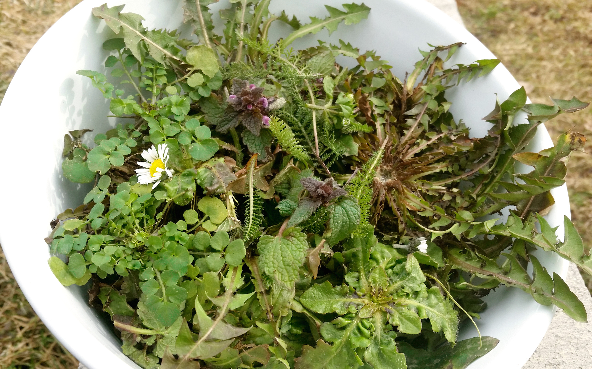 frechundwild_wildkraeutersalat