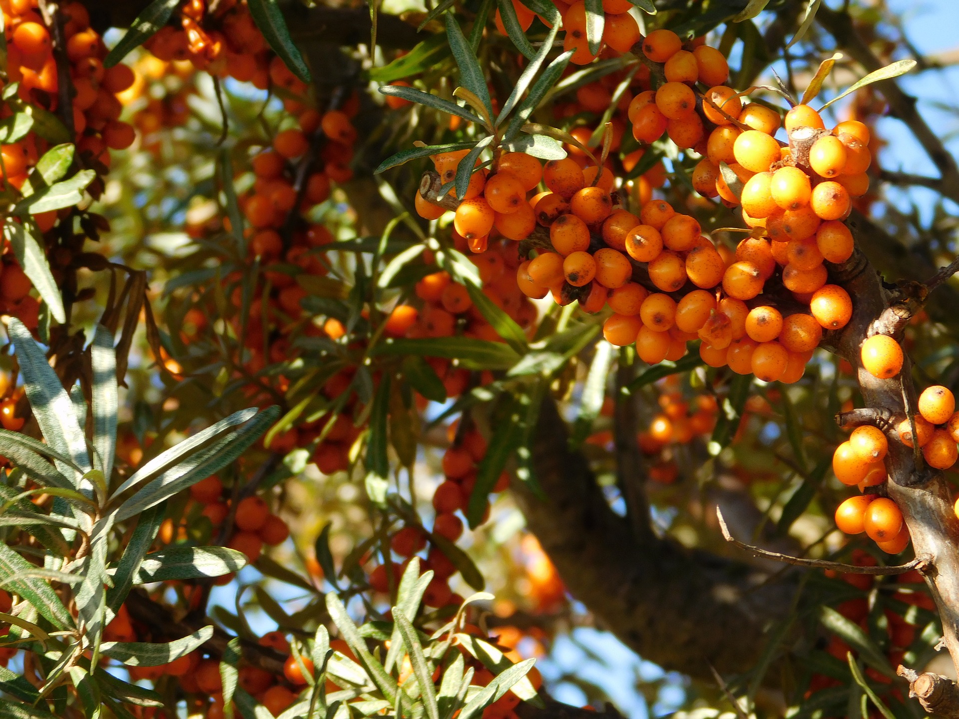 sea-buckthorn-982742_1920